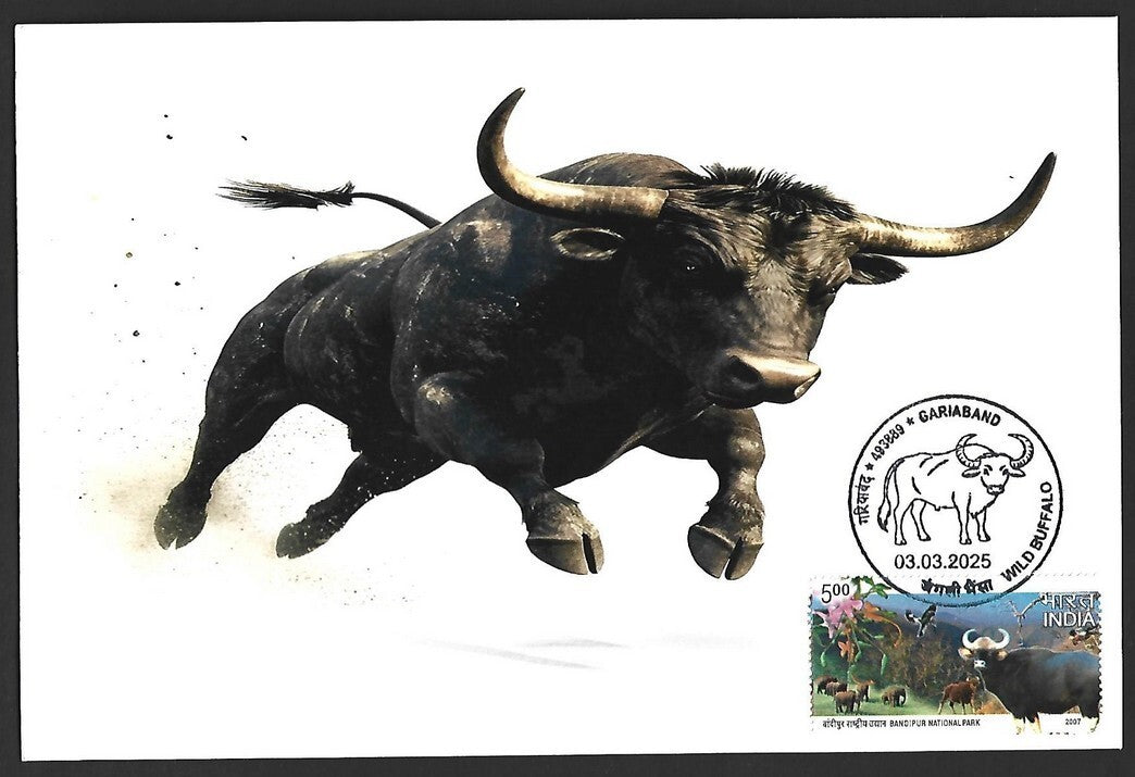 India 2025 WILD BUFFALO, GARIABAND Special covers (5)