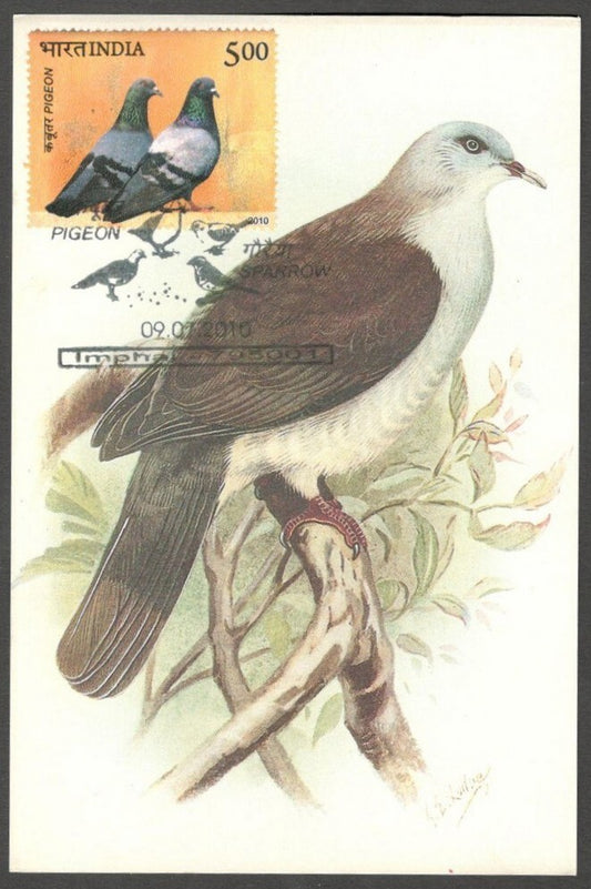 AOP India 2010 Pigeon maxi card