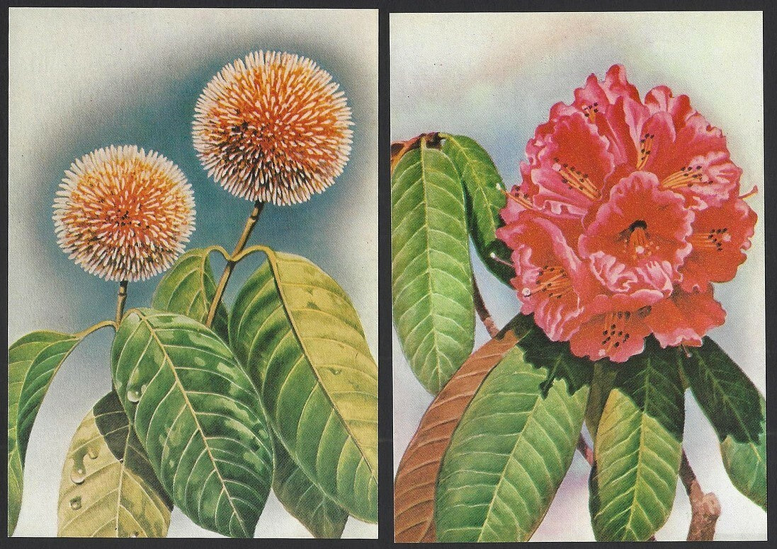 India 1975 Flowers set of PHQ cards (4)