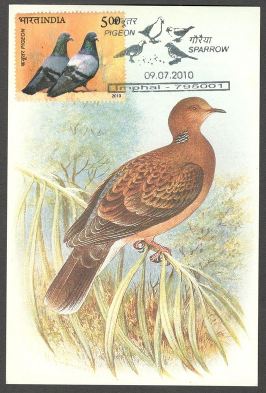 AOP India 2010 Pigeon maxi card