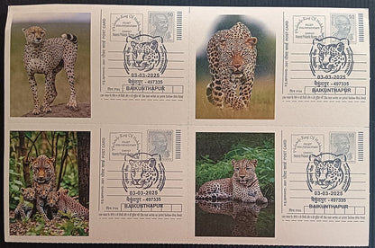 India Asiatic Cheetah group of 80 different special event postcards, Baikuntapur