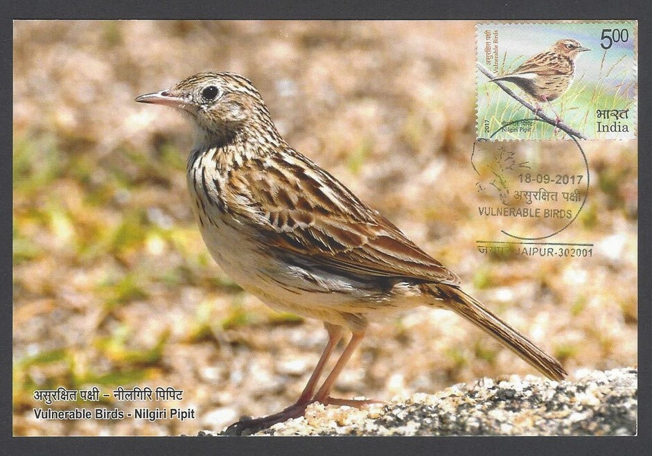 AOP India 2017 Vulnerable Birds on maxi cards set of 3