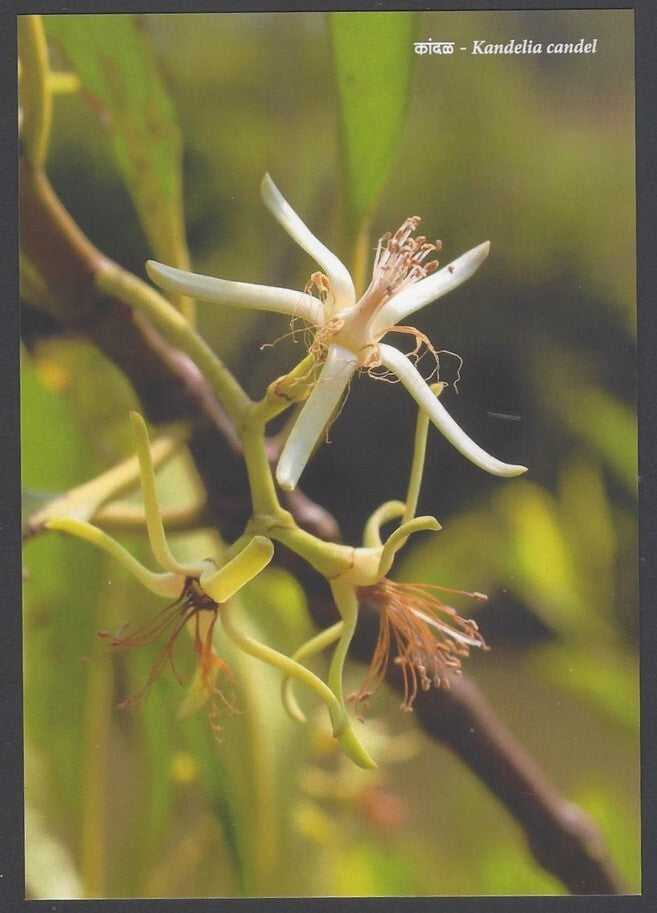 AOP India MANGROVE SPECIES OF MAHARASHTRA Postcard Pack with 10 postcards 2022