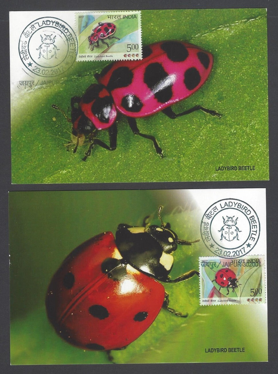 AOP India 2017 LADYBIRD BEETLE set of 4 maxicards