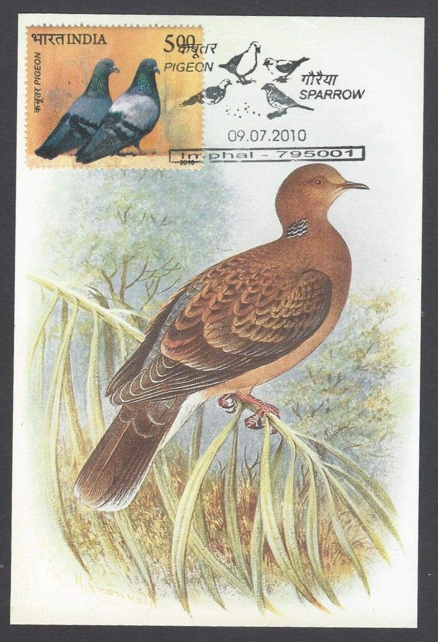 India 2008 Pigeon Sykes's Turtle - Dove Maxi card