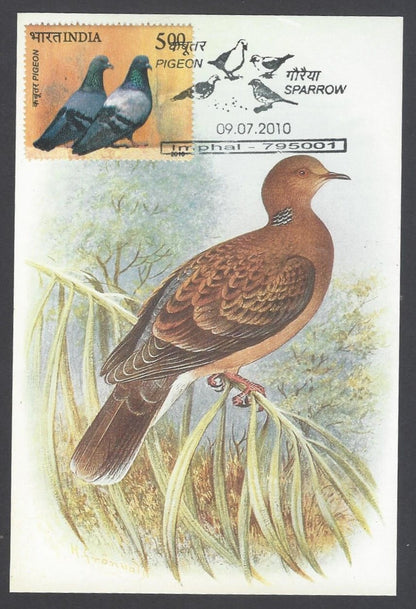 India 2008 Pigeon Sykes's Turtle - Dove Maxi card
