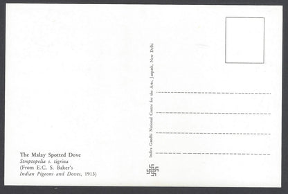 India 2008 Pigeon. The Malay Spotted Dove Maxi card