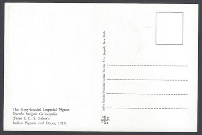 India 2008 Pigeon. The Grey - Headed Imperial Pigeon Maxi card