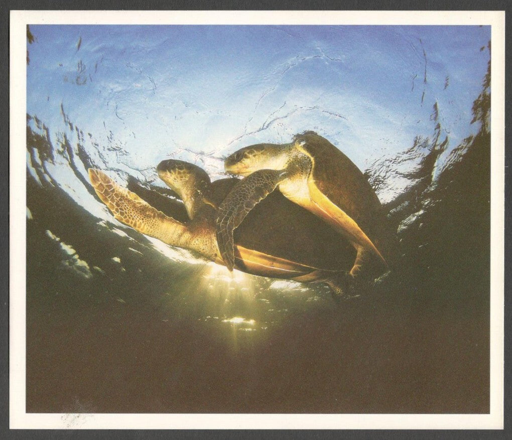 AOP India large Wildlife Art Photography postcards (8)