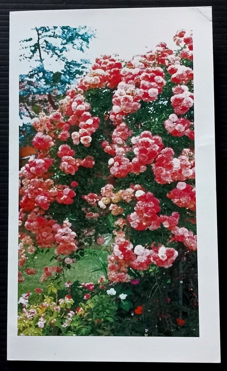 India 2007 Roses MS in Post office presentation folder