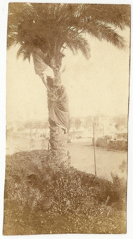 India Bombay 1880s albumin 2" x 4" Men collecting Todi from a Toddy Palm