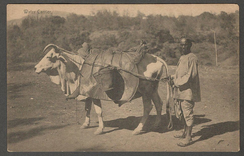 AOP India  vintage postcard WATER CARRIER