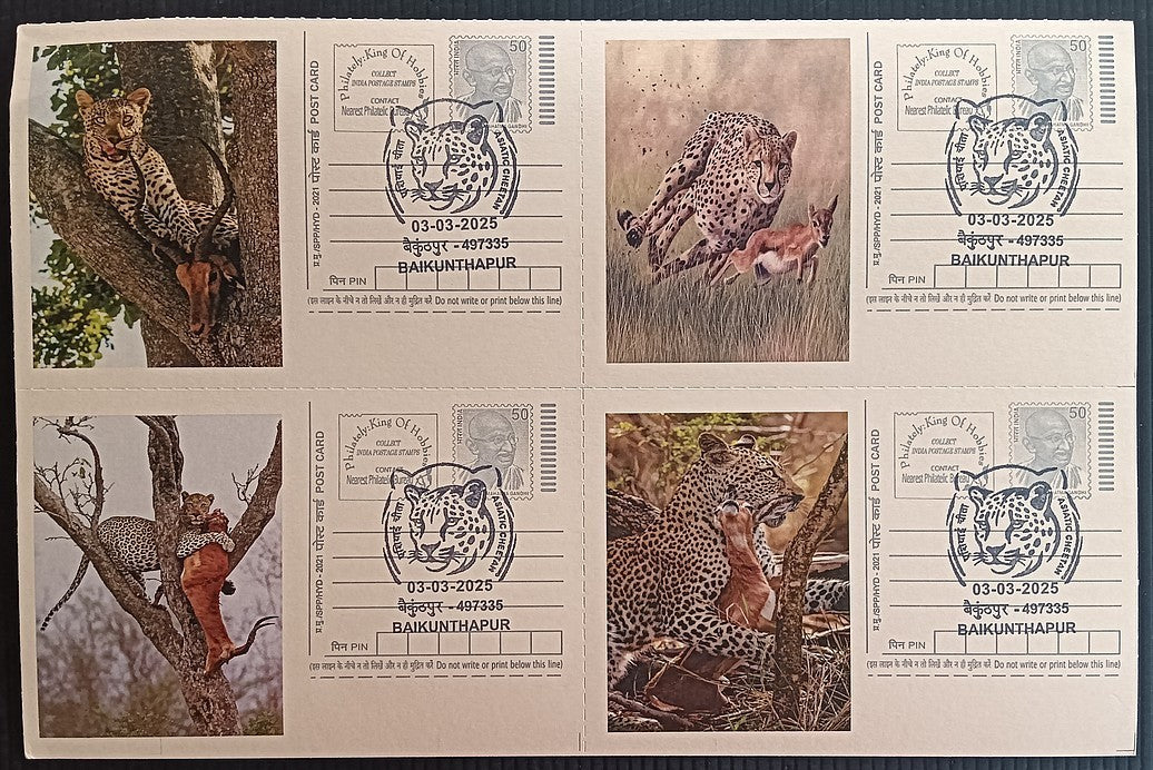 India Asiatic Cheetah group of 80 different special event postcards, Baikuntapur