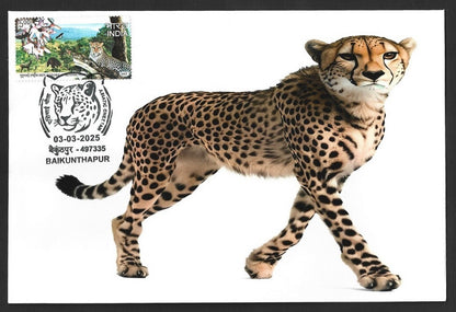 India ASIATIC CHEETAH, Baikunhapur postmark on special cover