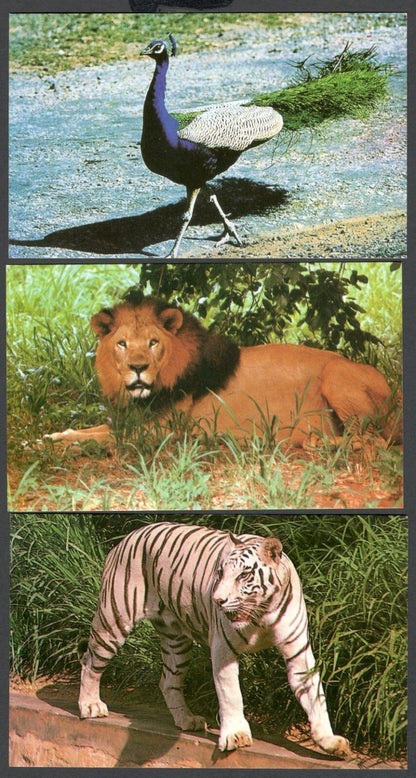 (AOP) India vintage postcards MYSORE ZOO (10)