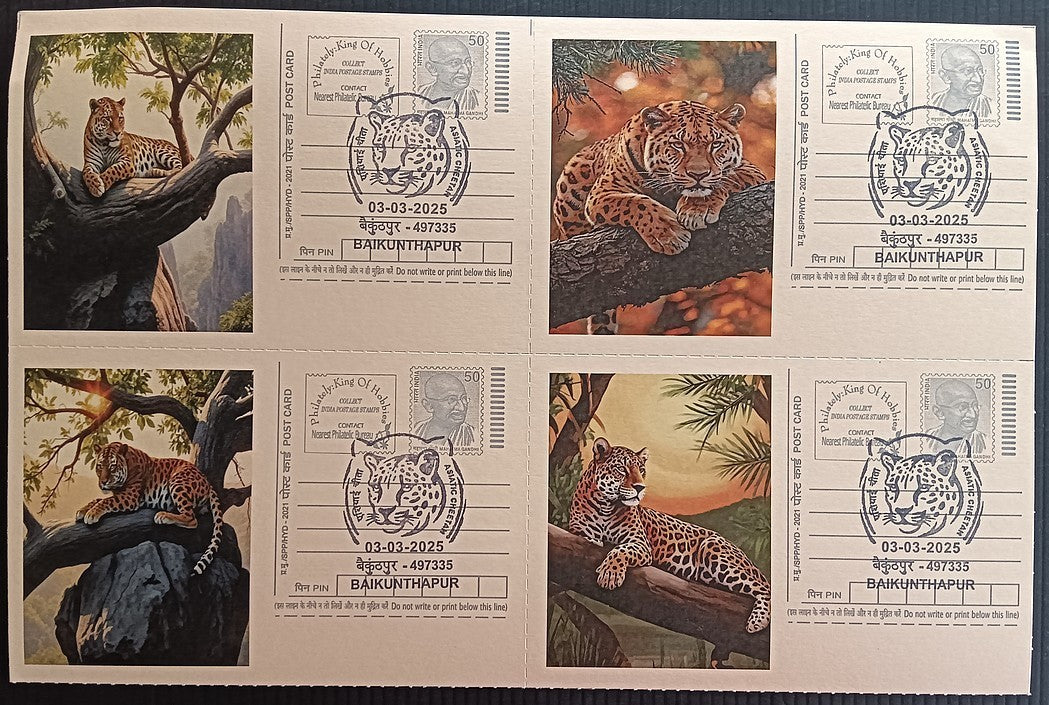 India Asiatic Cheetah group of 80 different special event postcards, Baikuntapur