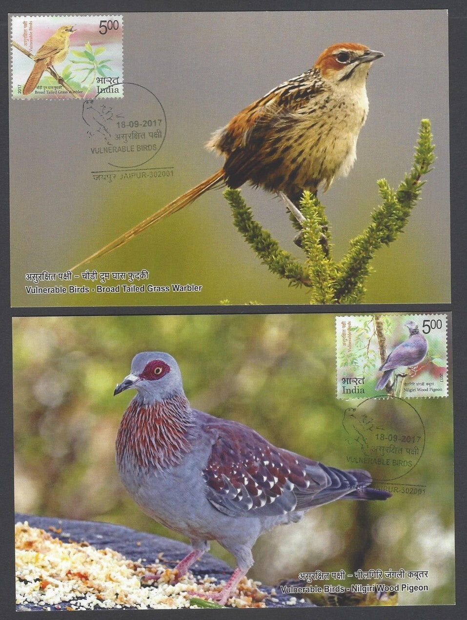 AOP India 2017 Vulnerable Birds on maxi cards set of 3