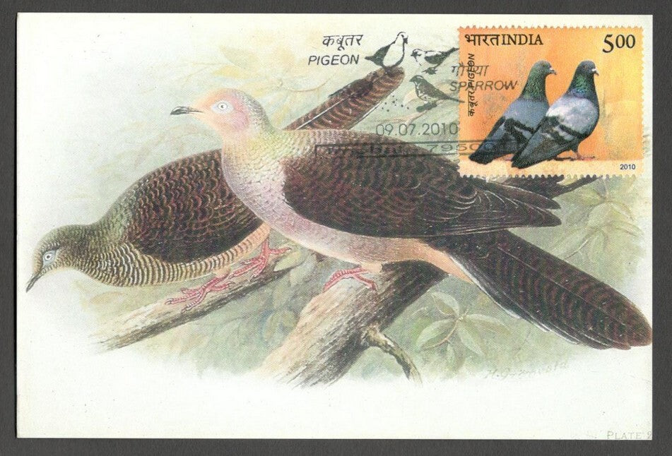 AOP India 2010 Pigeon maxi card